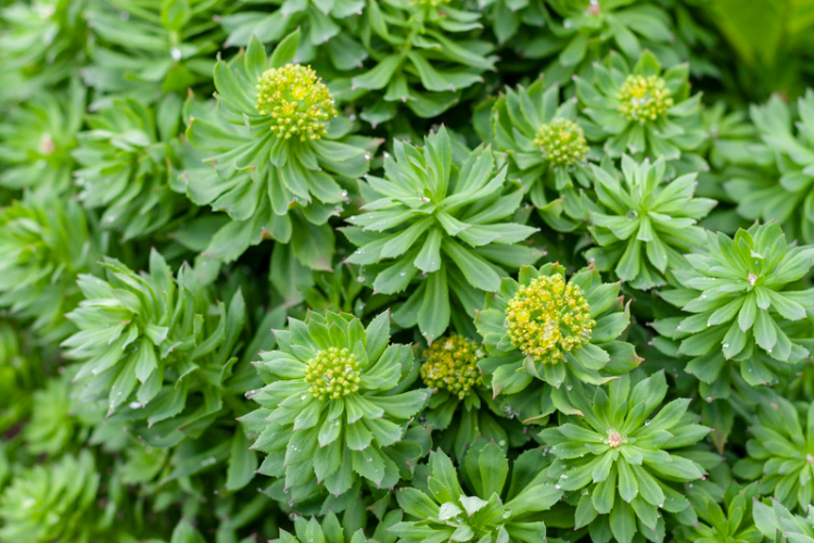 Rhodiola Plant - Mood, Focus & Wellbeing Supplement