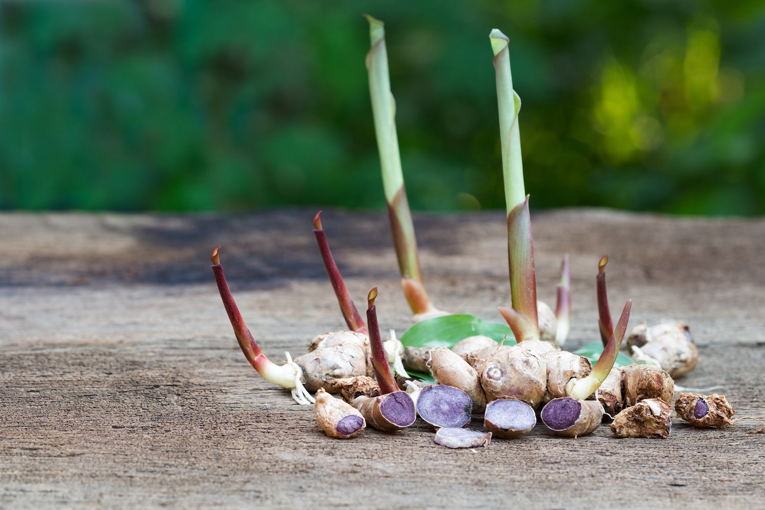 Black Ginger Root