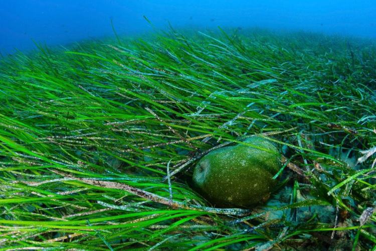 Spirulina - Super Greens Elixir - Nood Nutrition