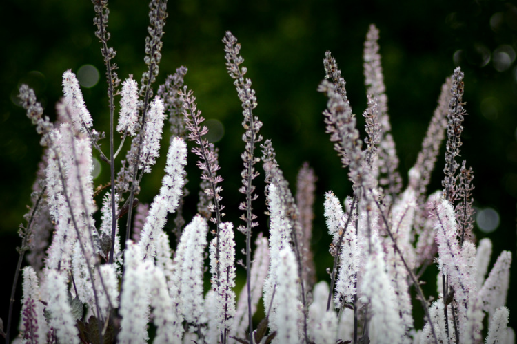 Black Cohosh - Hormone Balancing Supplement - Nood Nutrition