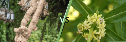 Tongkat Ali vs Fadogia Agrestis