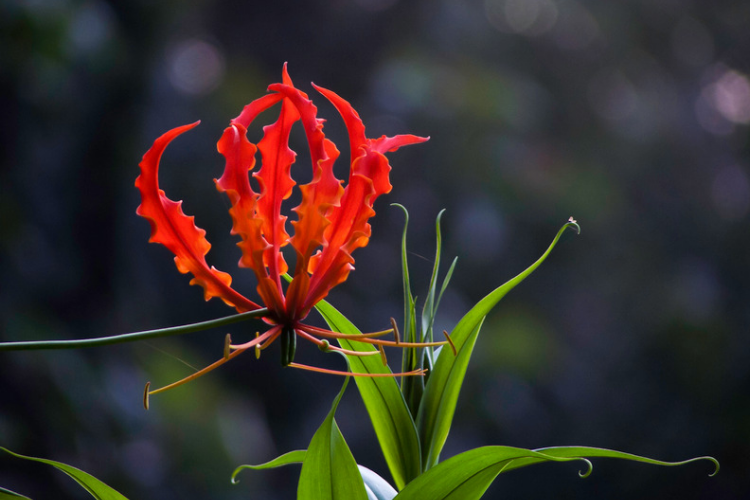 Butea Superba Extract | Hormone Support & Vitality – Nood Nutrition